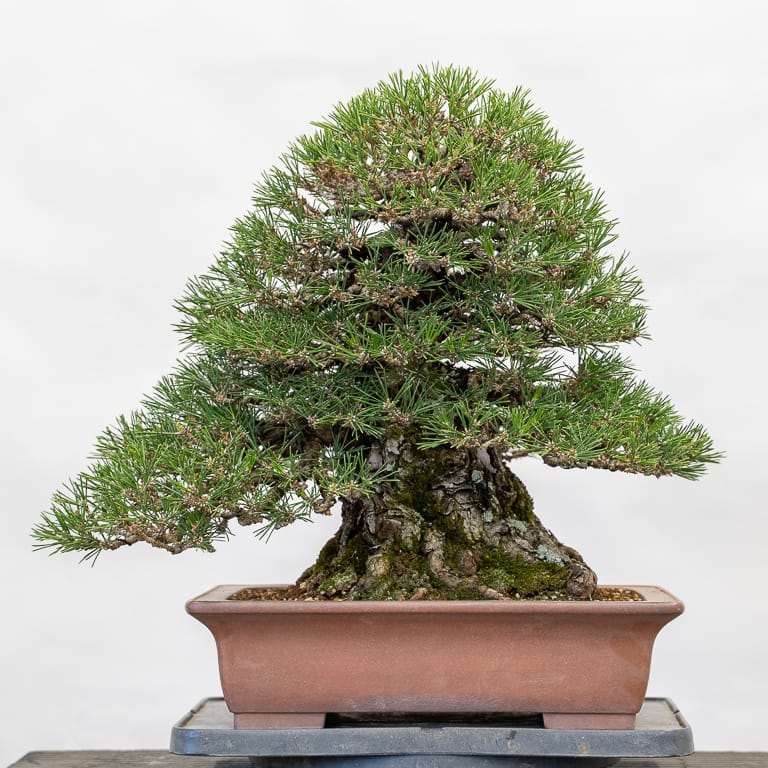 黑松盆景的春季保养 拔针和剥落 图片