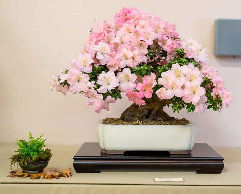 第36届年度盆景展览