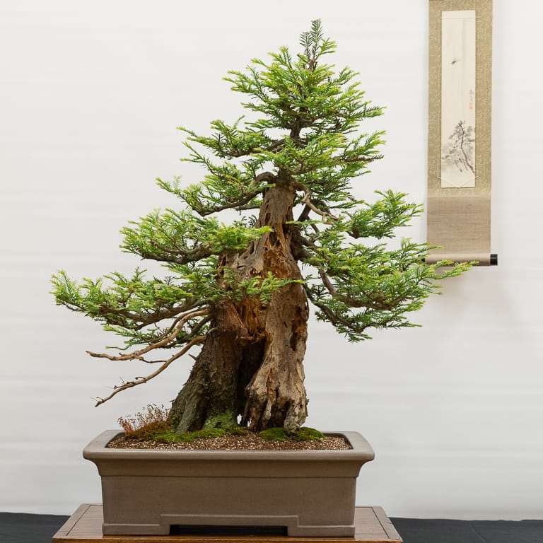 第36届年度盆景展览