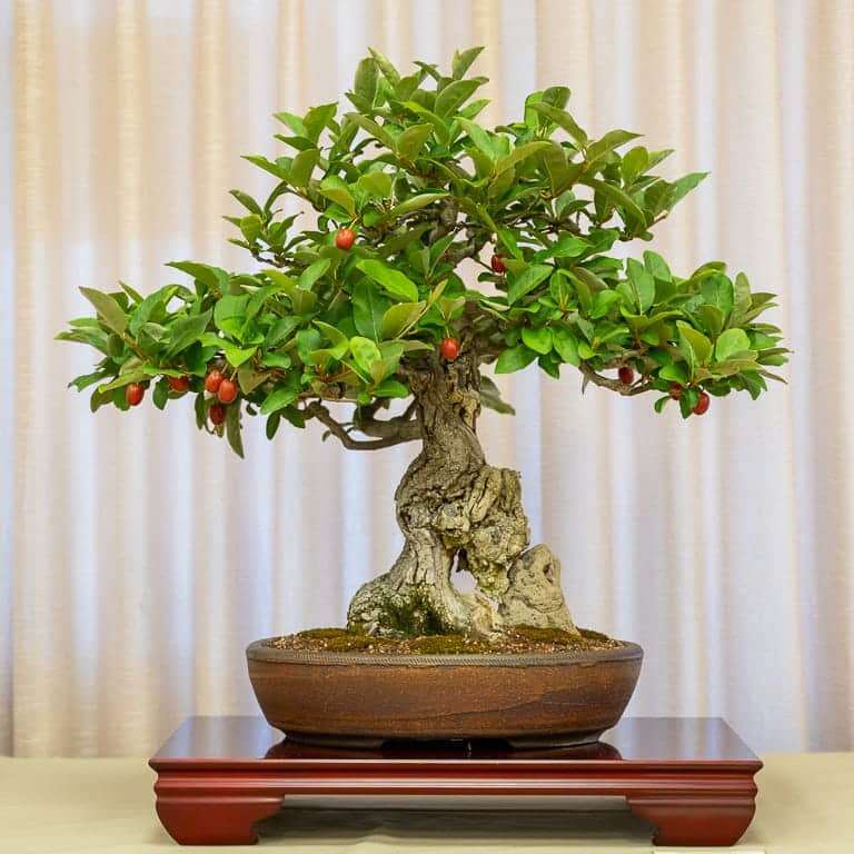 第36届年度盆景展览