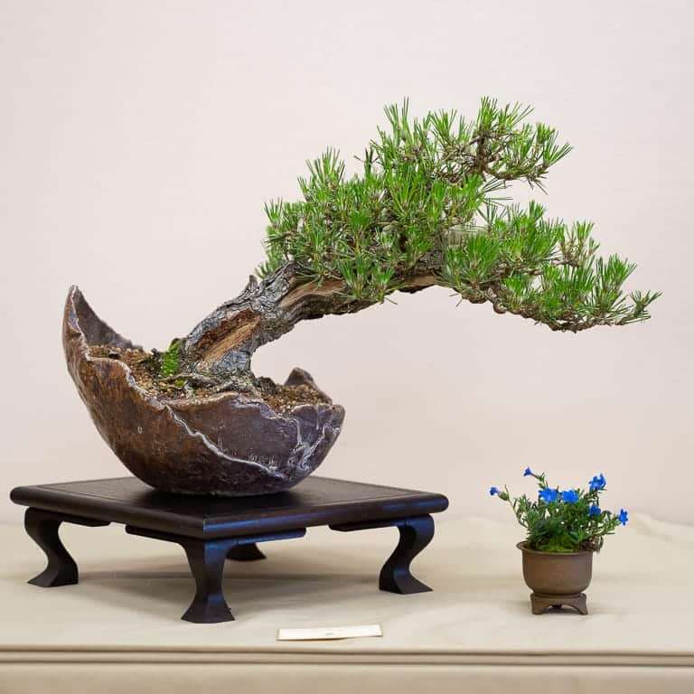 2019 第36届年度盆景展览 图片