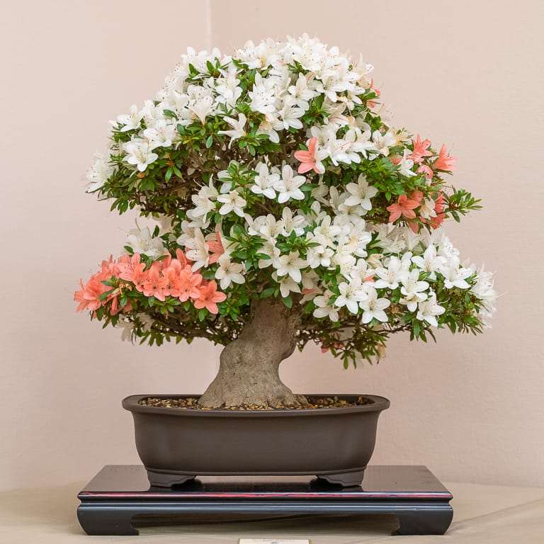 2019 第36届年度盆景展览 图片