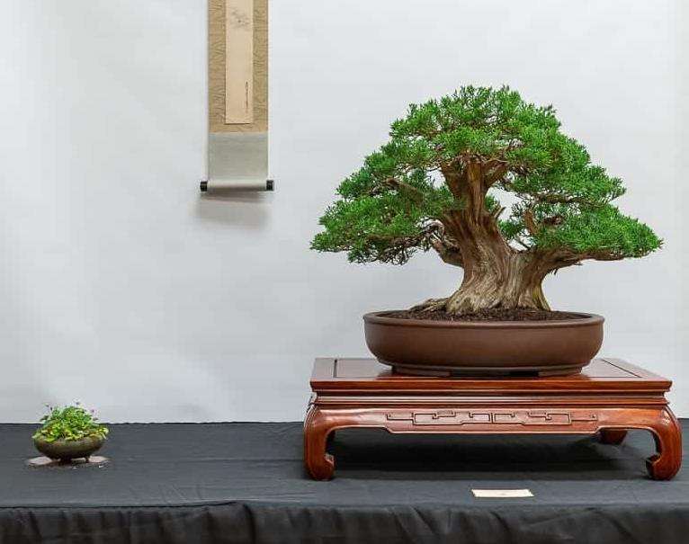 第36届年度盆景展览