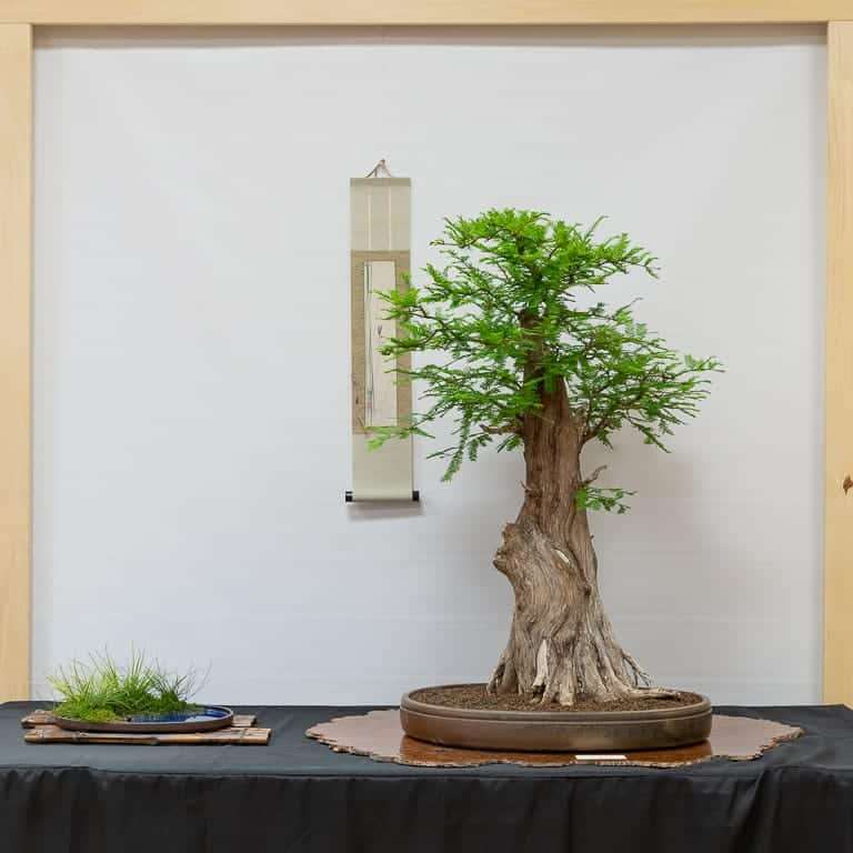 第36届年度盆景展览