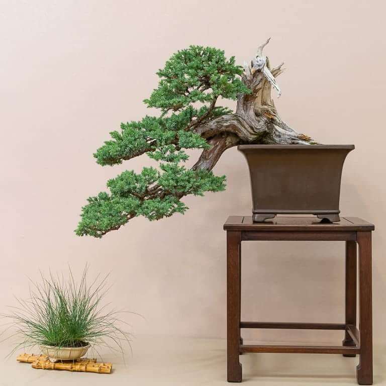 2019 第36届年度盆景展览 图片