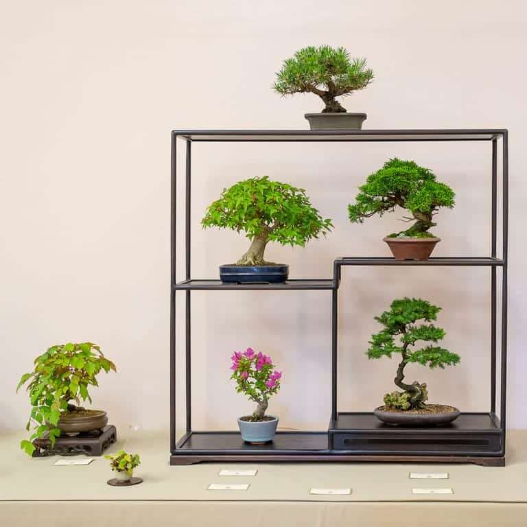 2019 第36届年度盆景展览 图片