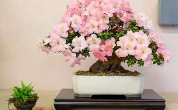 2019 第36届年度盆景展览 图片