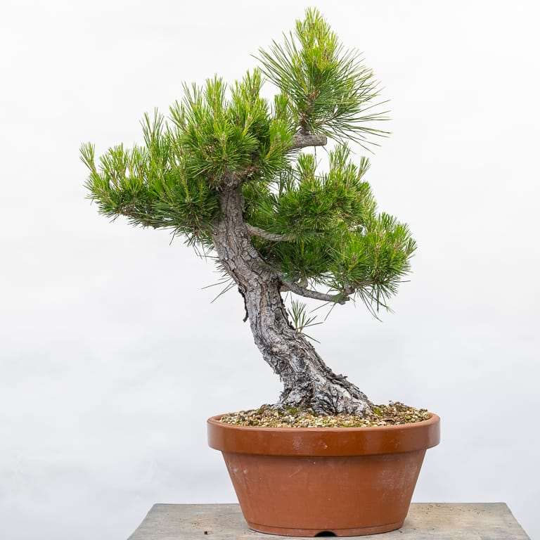 日本黑松盆景怎么修剪分支细化 图片