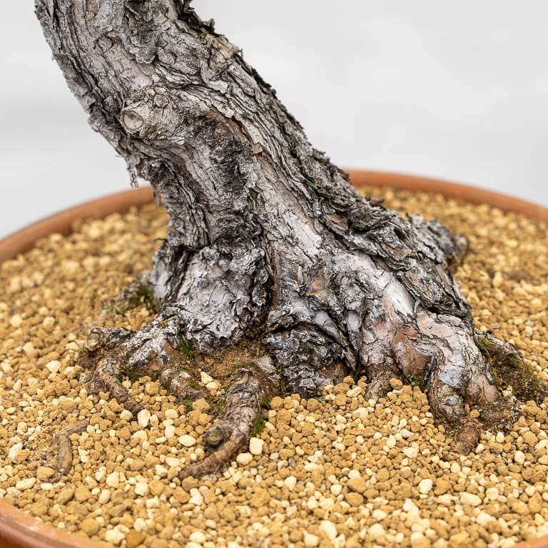 日本黑松盆景怎么修剪分支细化 图片