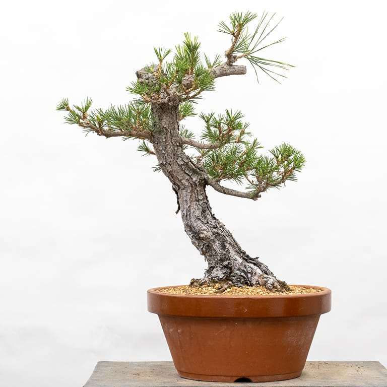 日本黑松盆景怎么修剪分支细化 图片