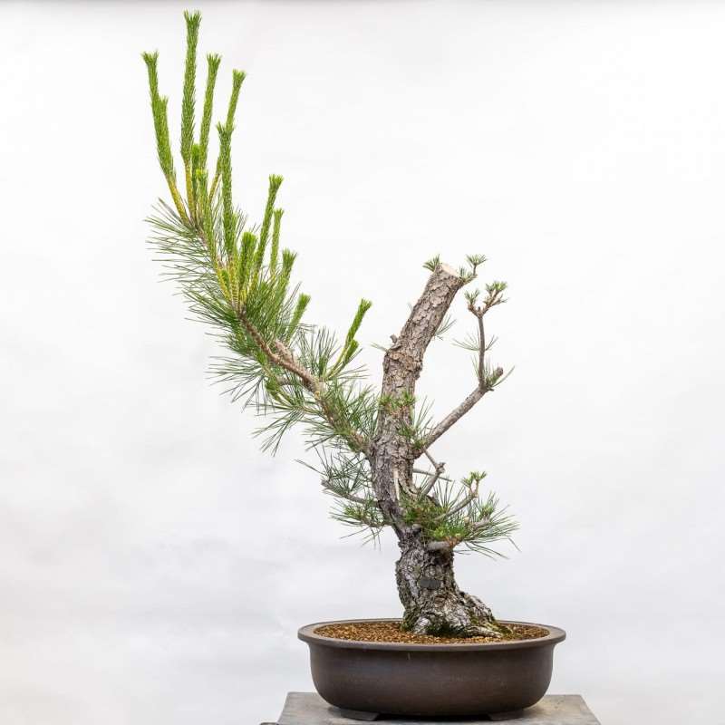 日本黑松盆景从树干发展到树枝细化的转变