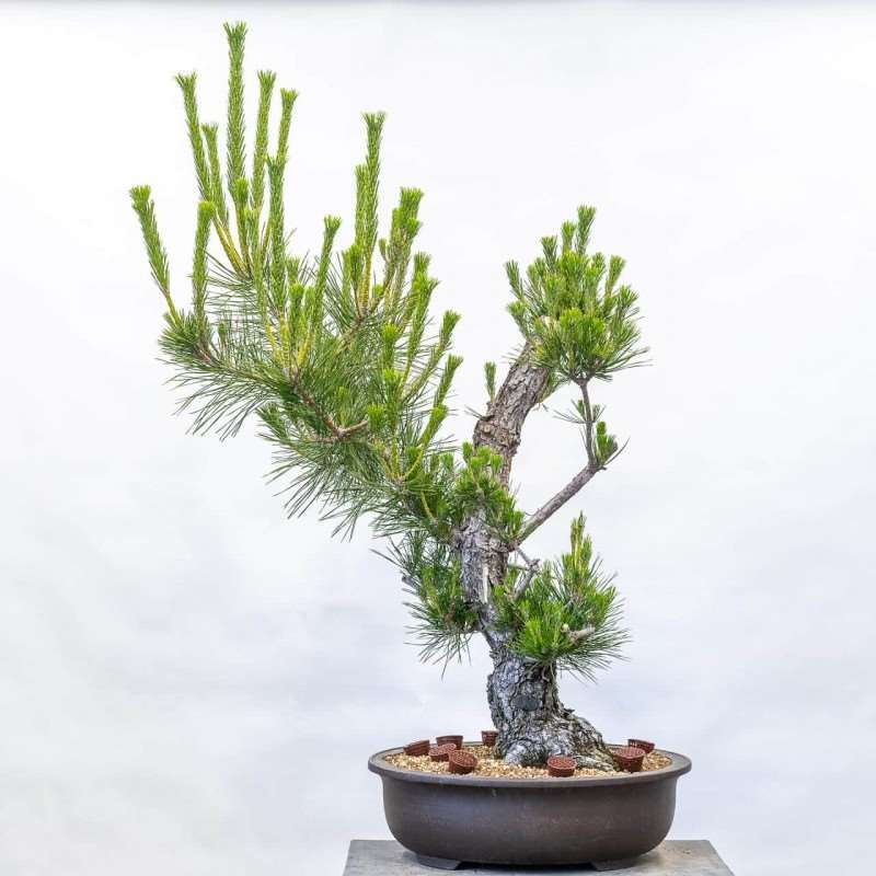 日本黑松盆景从树干发展到树枝细化的转变