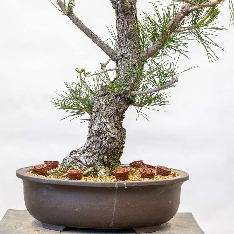 日本黑松盆景从树干发展到树枝细化的转变