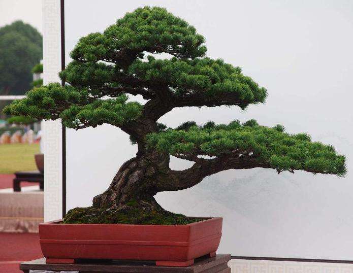 黑松盆景怎么品种分别的3个方法 图片