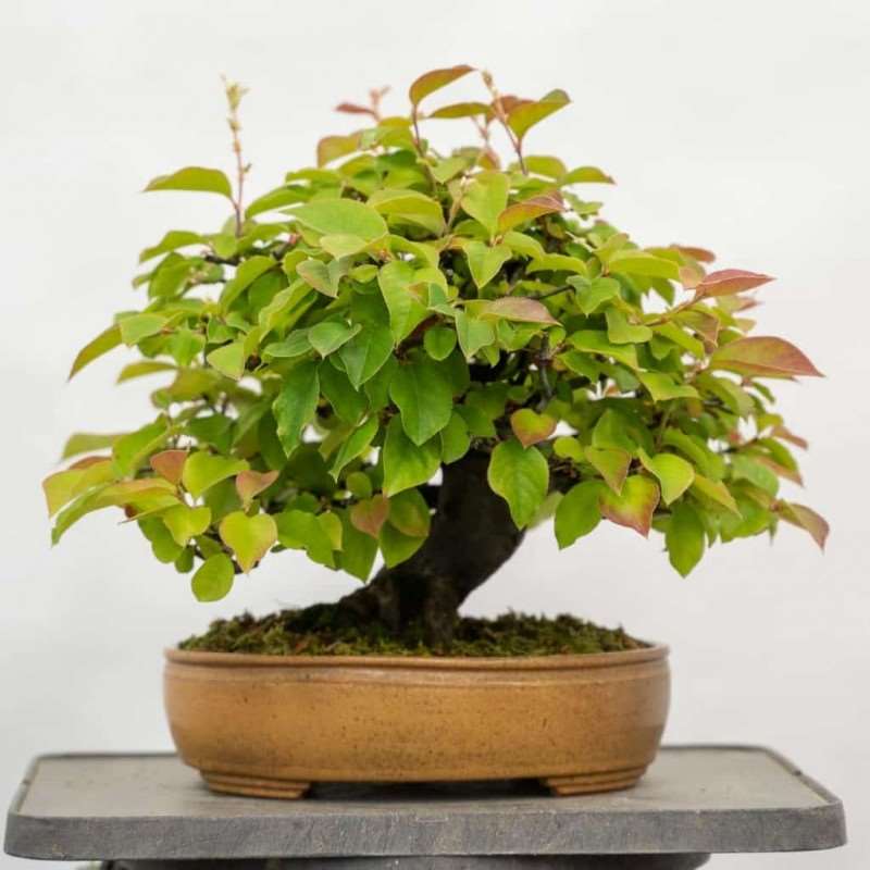 盆景叶子怎么修剪与部分落叶 图片