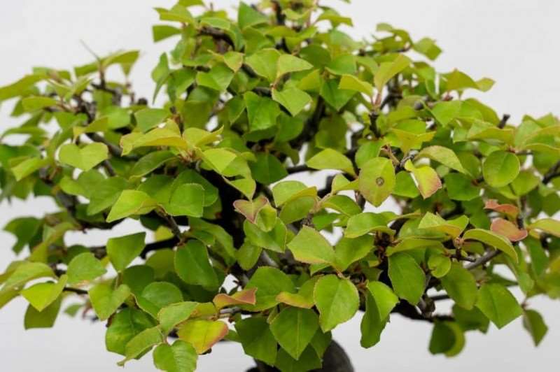 盆景叶子怎么修剪与部分落叶 图片