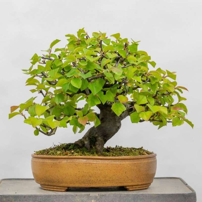 盆景叶子怎么修剪与部分落叶 图片