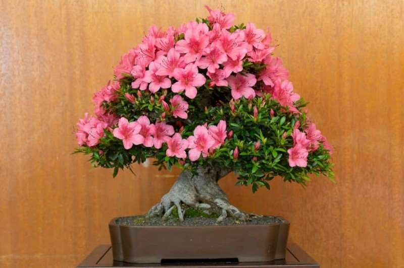 湾区小月盆景会 2019年展览报告