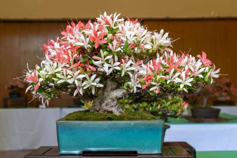 湾区小月盆景会 2019年展览报告