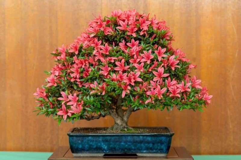 湾区小月盆景会 2019年展览报告 图片