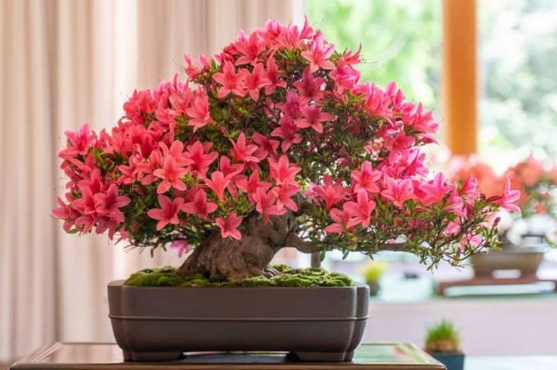 湾区小月盆景会 2019年展览报告