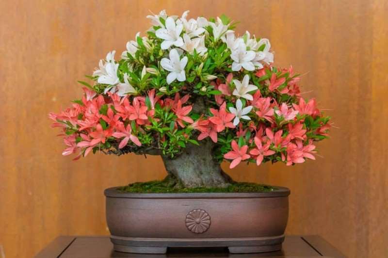 湾区小月盆景会 2019年展览报告 图片