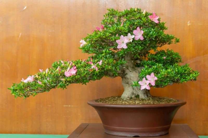 湾区小月盆景会 2019年展览报告 图片