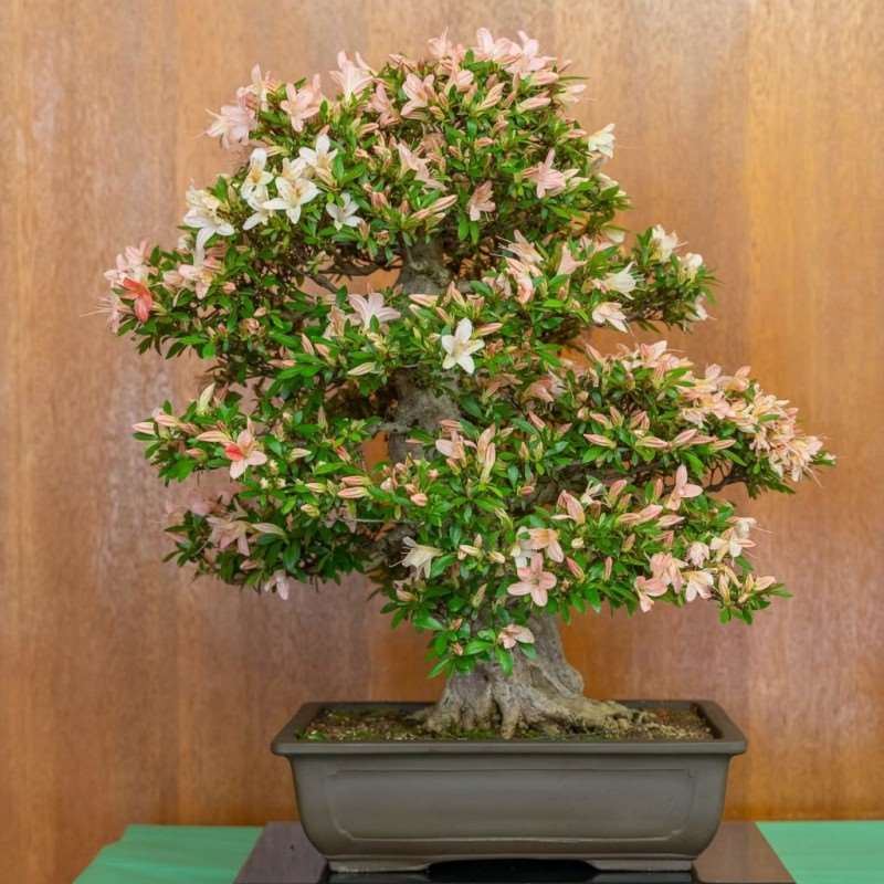 湾区小月盆景会 2019年展览报告 图片