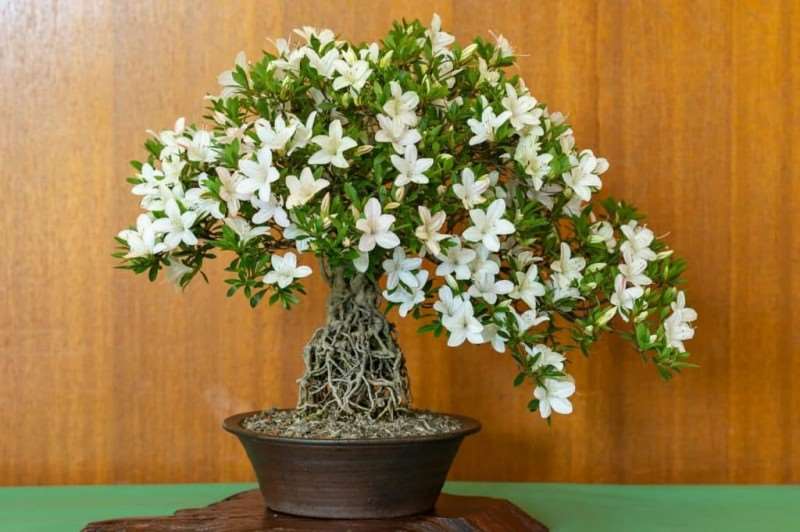 湾区小月盆景会 2019年展览报告 图片