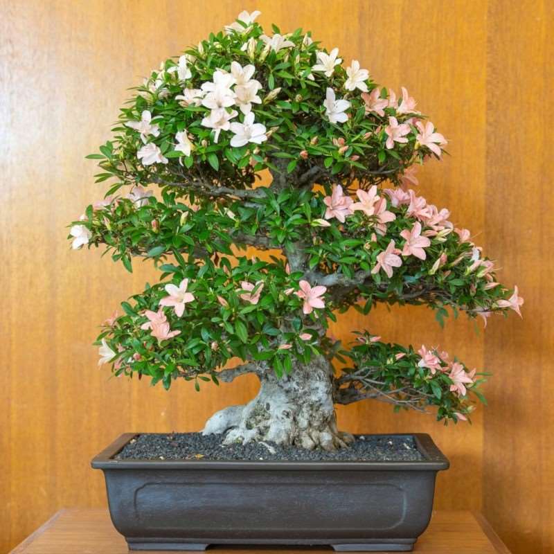 湾区小月盆景会 2019年展览报告 图片