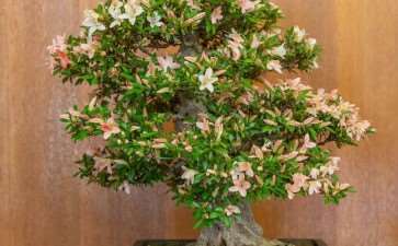 湾区小月盆景会 2019年展览报告 图片