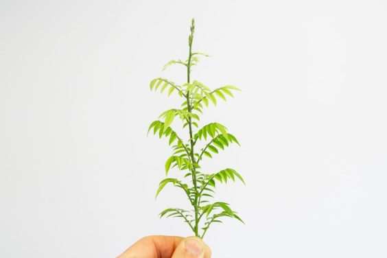 图解 矮紫藤盆景怎么叶子修剪的6个过程