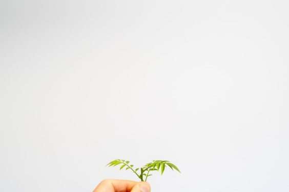 图解 矮紫藤盆景怎么叶子修剪的6个过程