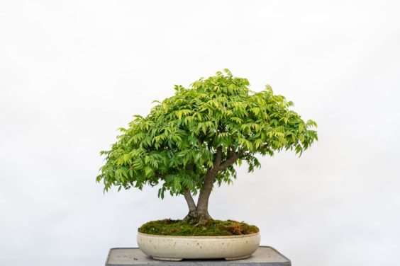 图解 矮紫藤盆景怎么叶子修剪的6个过程