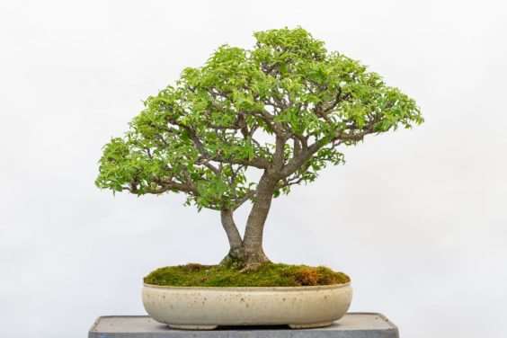 图解 矮紫藤盆景怎么叶子修剪的6个过程