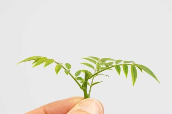 图解 矮紫藤盆景怎么叶子修剪的6个过程