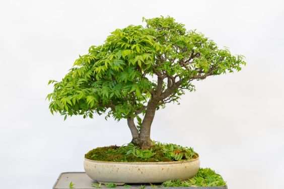 图解 矮紫藤盆景怎么叶子修剪的6个过程