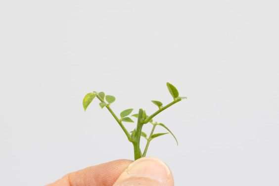 图解 矮紫藤盆景怎么叶子修剪的6个过程