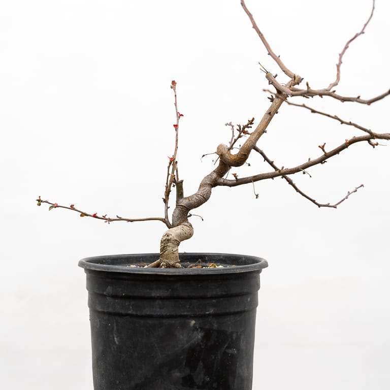 图解 海棠盆景怎么修剪 前后对比图片