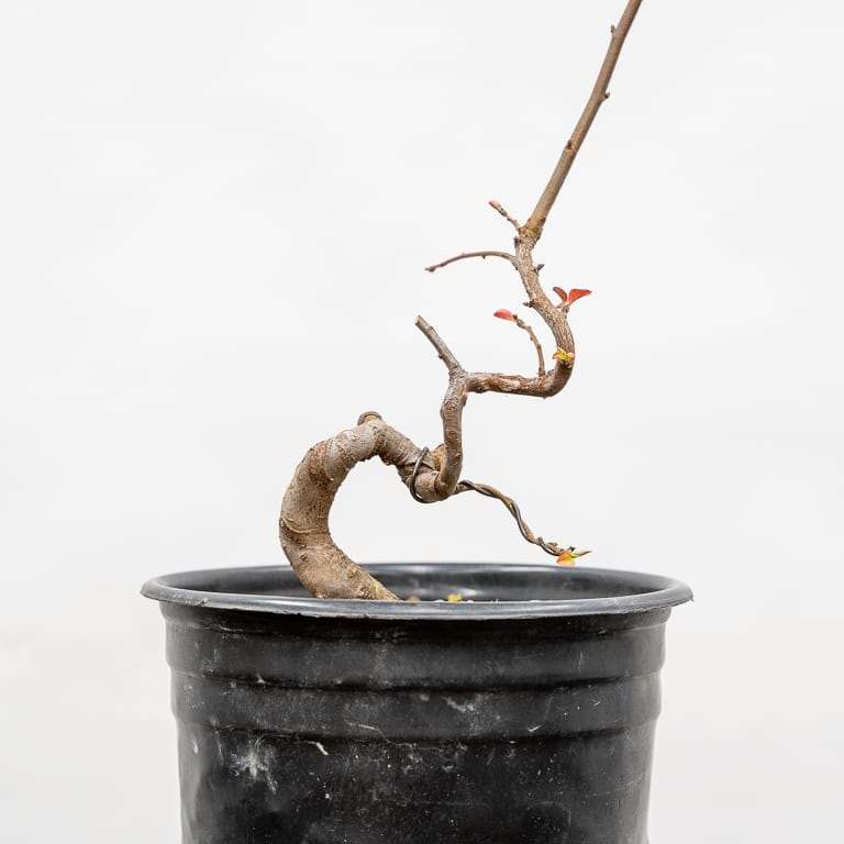 图解 海棠盆景怎么修剪 前后对比图片