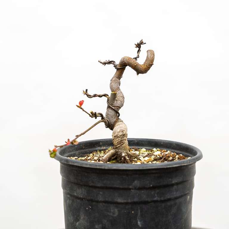 图解 海棠盆景怎么修剪 前后对比图片