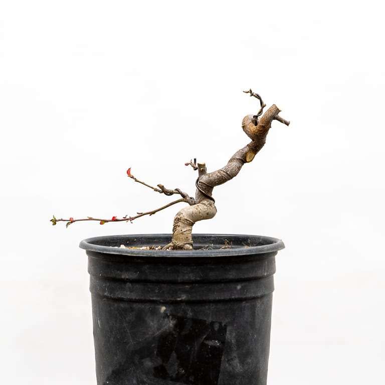 图解 海棠盆景怎么修剪 前后对比图片