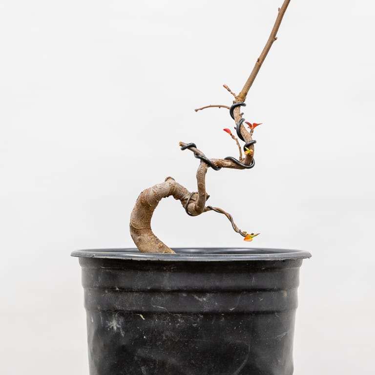 图解 海棠盆景怎么修剪 前后对比图片