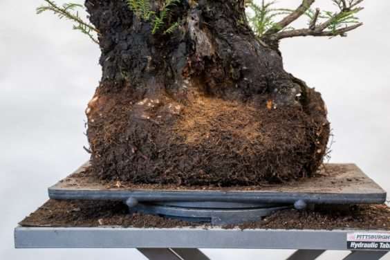 图解 海岸红杉盆景换盆后的制作