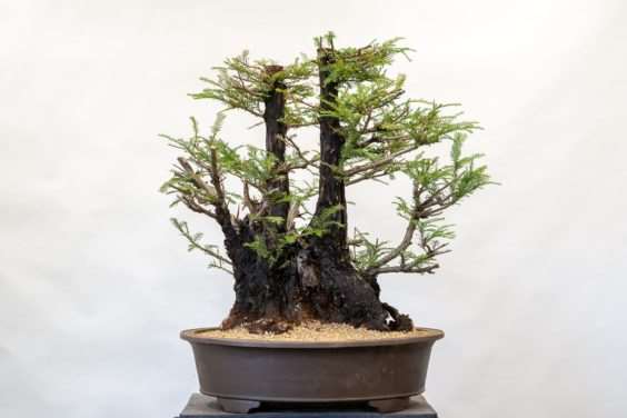 图解 海岸红杉盆景换盆后的制作