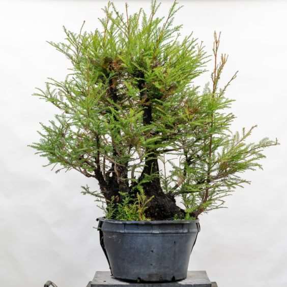 图解 海岸红杉盆景换盆后的制作