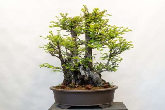 图解 海岸红杉盆景换盆后的制作