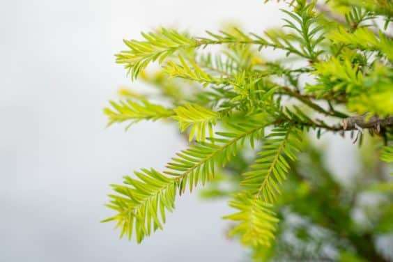 图解 海岸红杉盆景换盆后的制作