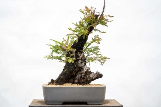 图解 海岸红杉盆景换盆后的制作