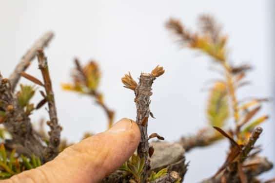 图解 海岸红杉盆景换盆后的制作
